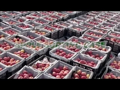 آلة فرز التفاح